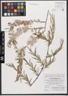 Foto von Salix wilhelmsiana M. Bieb.